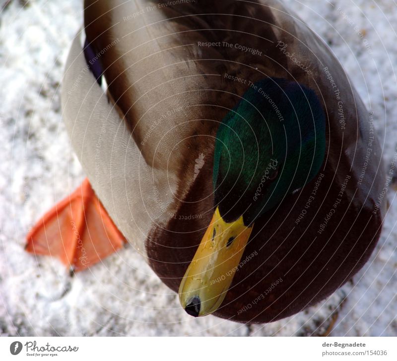 Drake in winter Duck Bird Winter Cold Duck birds Frost Appetite Nature Beak Feather ice and snow webbed membranes Webbing
