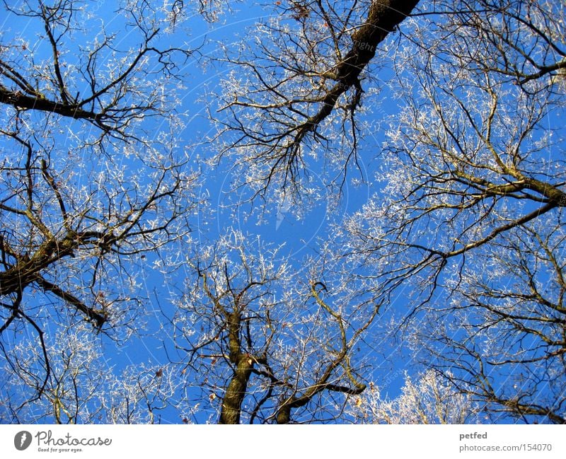 frost crowns Winter Tree Frost Ice Snow Sky Blue Forest Cold Twig Branch Nature Tall Above
