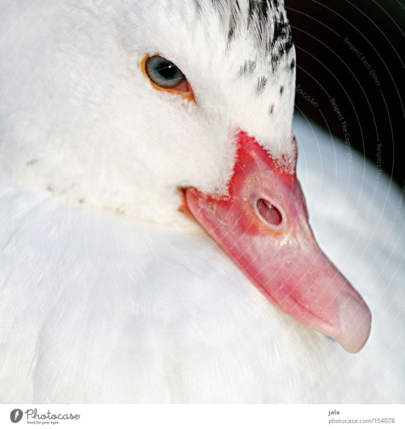 charlotta Duck White Beautiful Head Beak Eyes Feather Animal Bird Macro (Extreme close-up) Close-up Be confident