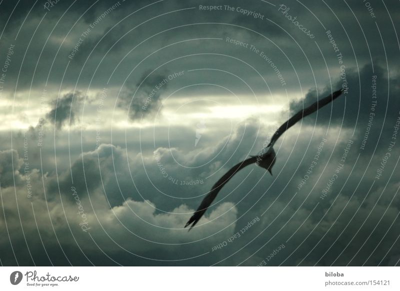 The Heavenstormer Bird Sky Clouds Flying Gale Dark Wild Wing Gray Weather Thunder and lightning skystormer Aviation
