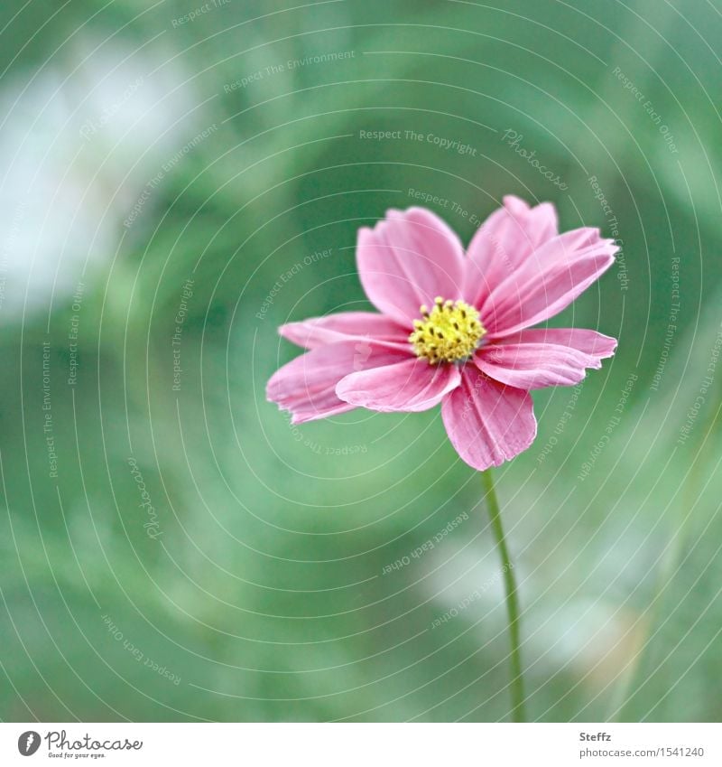a small cosmea is still blooming in october Cosmea little flowers Cosmos Cosmos bipinnatus pink blossom pink flower Flower Blossom long flowering