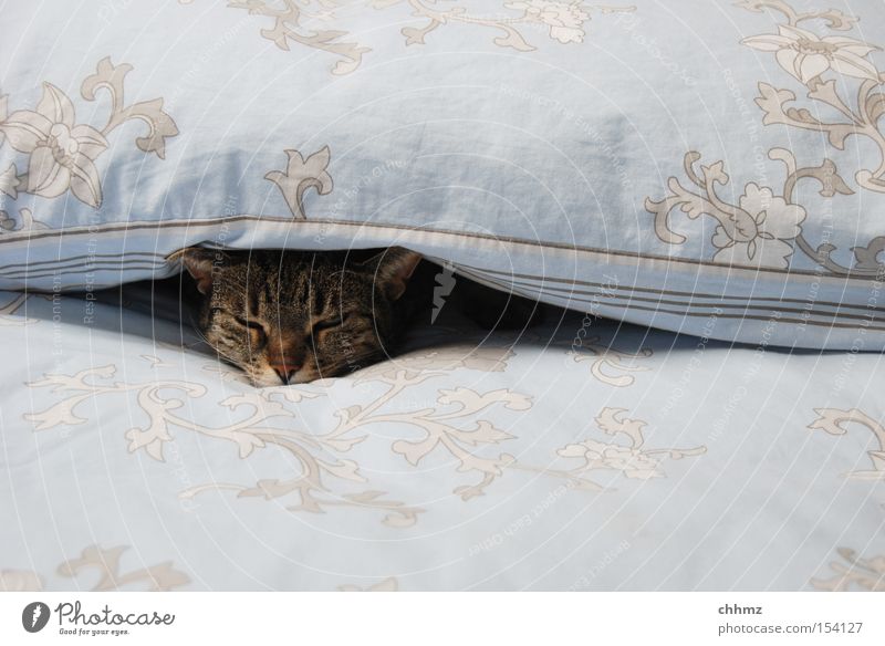 doze Bed Warmth Cat Sleep Cuddly Soft Domestic cat Cozy Doze Mammal Cat's head Contentment Serene Comfortable 1 Cover up Interior shot Deserted