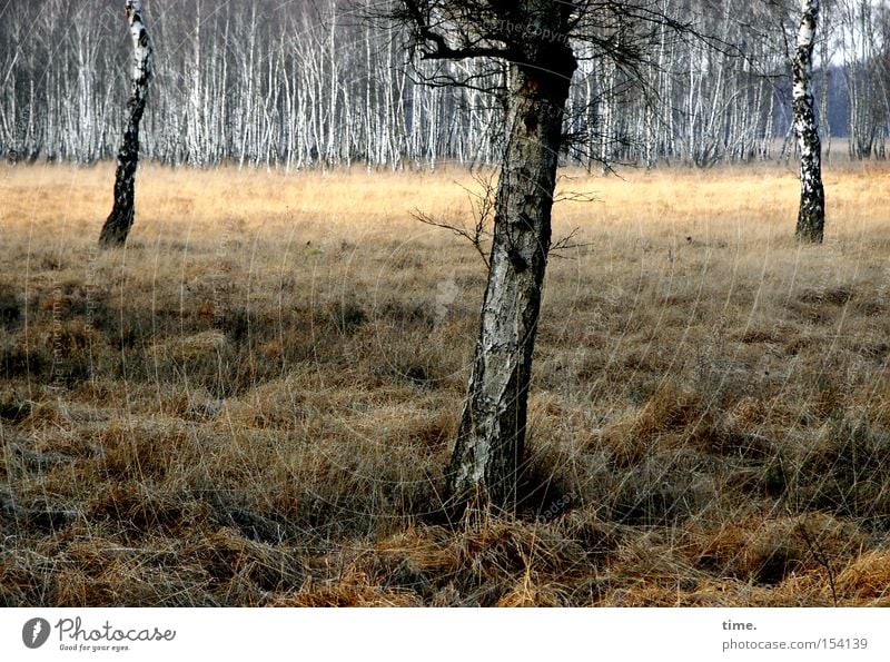 club committee Winter Plant Tree Grass Bog Marsh Wood Old Emotions Nature Network Environment Environmental protection Decline Transience Birch tree 3 Damp