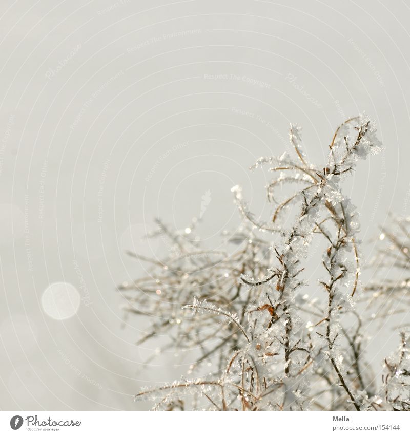 The Snow Queen was there Environment Nature Plant Winter Ice Frost Crystal Glittering Bright Cold Natural White Hoar frost Colour photo Exterior shot Deserted