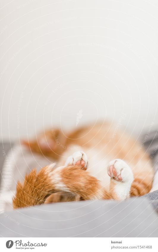 Wake me up in april Harmonious Well-being Contentment Relaxation Calm Living or residing Flat (apartment) Bedroom Pet Cat Pelt Paw Tails 1 Animal Lie Sleep