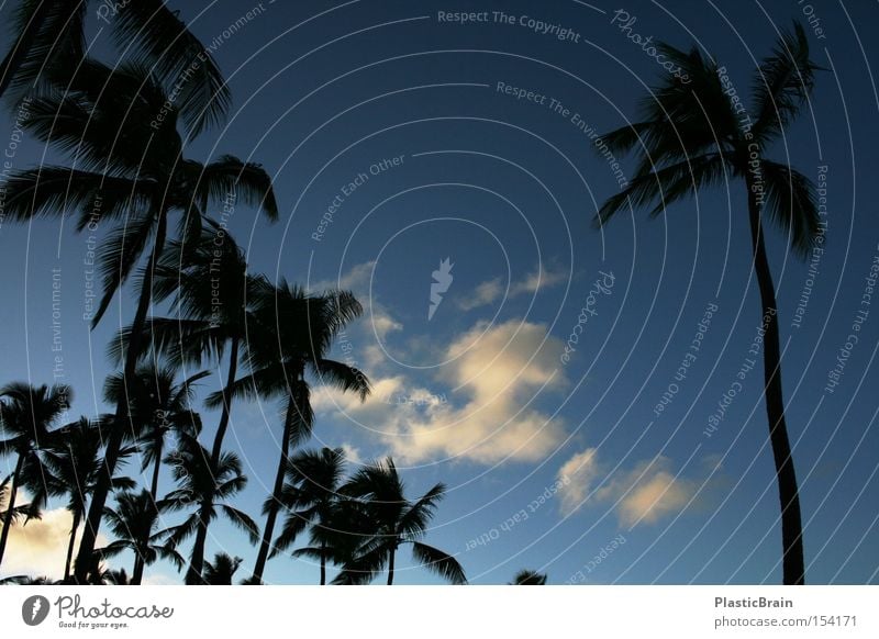 solitariness Palm tree Back-light Sky Blue Tropical Clouds Silhouette Blue sky Upward Worm's-eye view Skyward Twilight