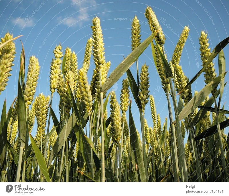 Cornfield with unripe wheat ears in front of a blue sky Colour photo Exterior shot Deserted Day Worm's-eye view Grain Nutrition Organic produce Nature Plant Sky