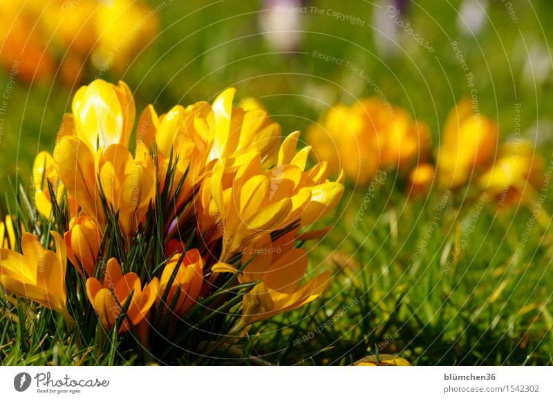 group formation Nature Plant Spring Flower Leaf Blossom Crocus Bulb flowers Garden Park Blossoming Illuminate March April Wake up Spring fever Spring flower