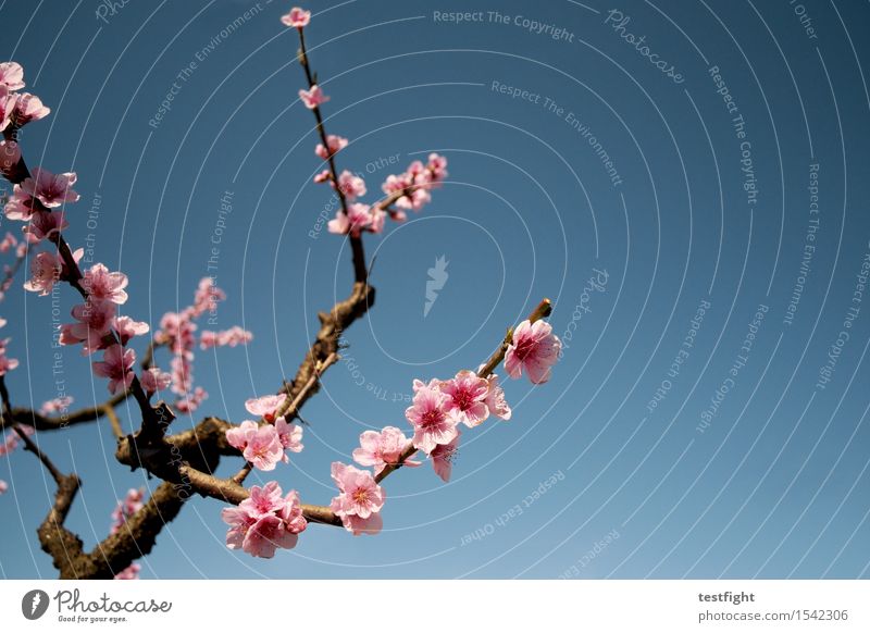 blossoms Environment Nature Sky Sun Spring Plant Tree Blossom Agricultural crop Blossoming To enjoy Faded Fresh Pink Optimism Hope Idyll Cherry Cherry blossom