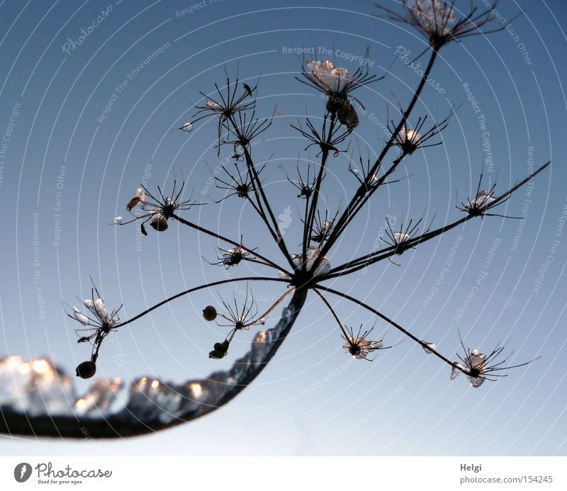 with precious stones... Plant Nature Winter Ice Precious stone Crystal structure Stalk Cold Frozen Glimmer Glittering Feeler Outstretched Transience hogweed