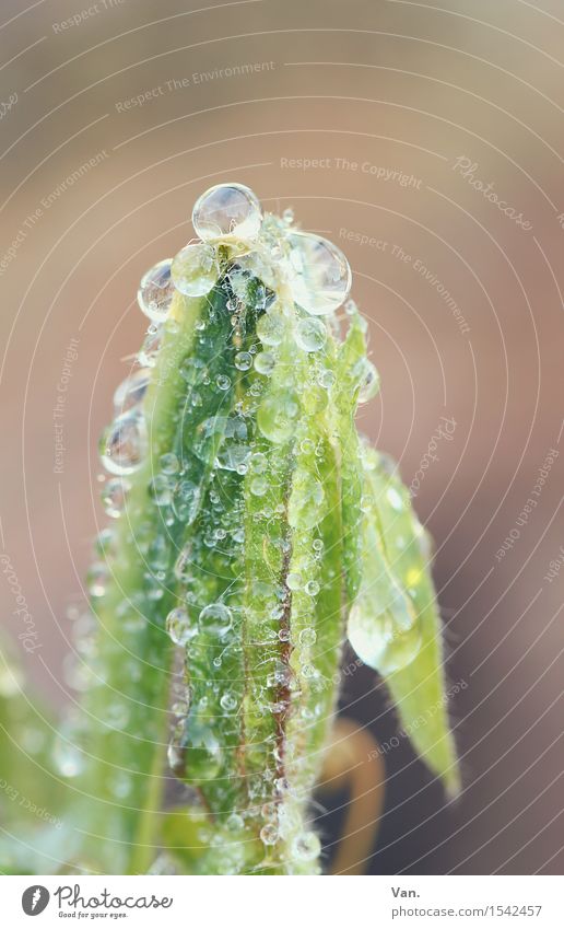 that pearls Nature Plant Water Drops of water Grass Leaf Foliage plant Blade of grass Meadow Fresh Wet Green Colour photo Multicoloured Exterior shot Close-up