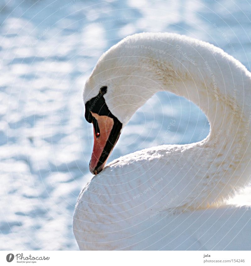 winter beauty II Swan Elegant Animal Beak Neck Bird Feather White Winter Snow Cold Beautiful Esthetic Pride