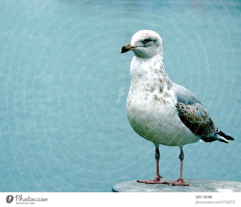 Name: Dietlinde. Occupation: Seagull. Cosy name: ?????? Calm Ocean Water Animal Wild animal Bird Wing 1 Looking Stand Wait Near Curiosity Smart Speed Beautiful