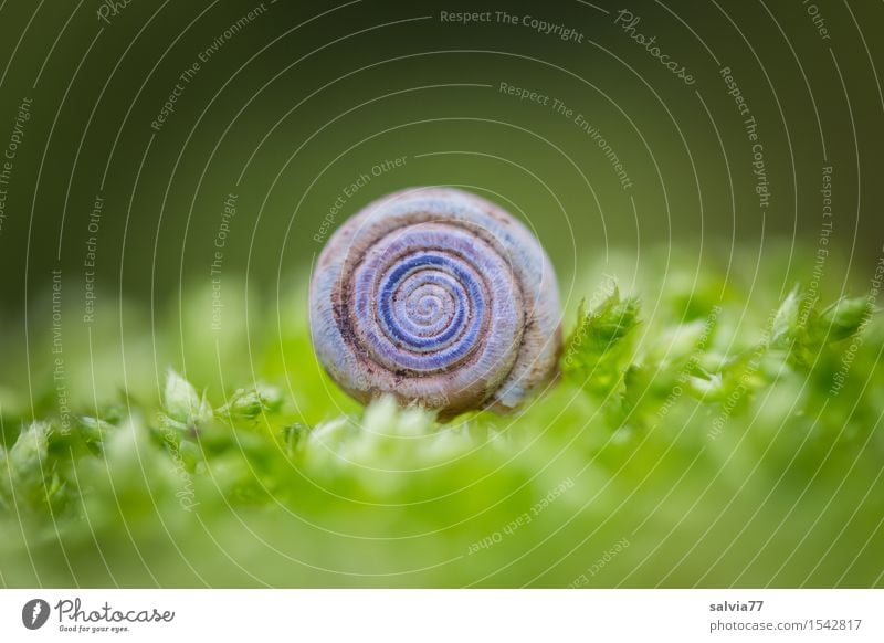 round thing Nature Plant Animal Earth Spring Autumn Moss Forest Wild animal Snail 1 Esthetic Near Round Soft Gray Green Moody Calm Loneliness Idyll Change