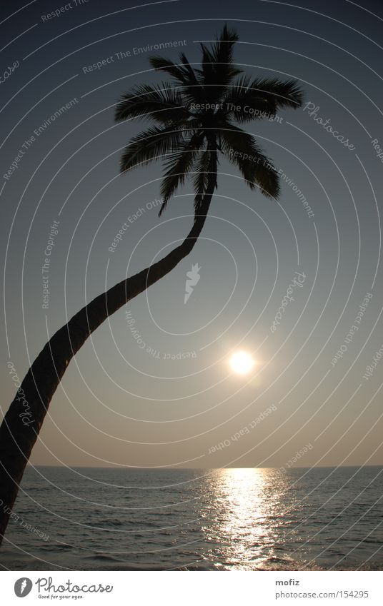 palm Palm tree Beach Sun Kerala India Vacation & Travel Ocean Back-light Idyllic beach Sunset Arabian Sea Varkala mofiz