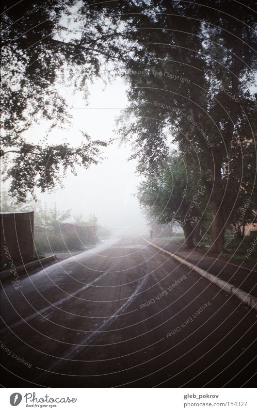 Fog. Fogged over Siberia Reflection Flower Blossom Green Sky White Street Light Light (Natural Phenomenon) Russia Autumn Weather lightning effect