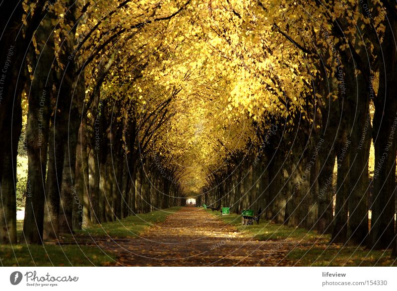 A roof of gold Avenue Tree Autumn Leaf Park Autumn leaves Autumnal Central perspective Tunnel vision Footpath Row of trees Deserted Leaf canopy Autumnal colours