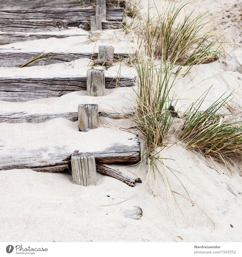 in the dunes Vacation & Travel Tourism Summer Summer vacation Beach Ocean Sand Grass Coast North Sea Baltic Sea Stairs Lanes & trails Wood Relaxation