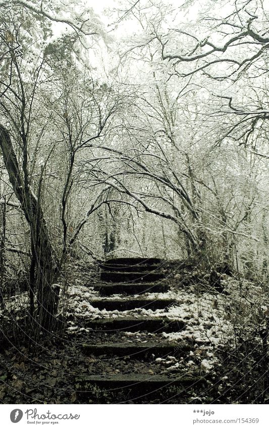winter trip. Winter Stairs Forest Snow Cold Loneliness Lanes & trails Frost Hiking Walking Calm Ascending