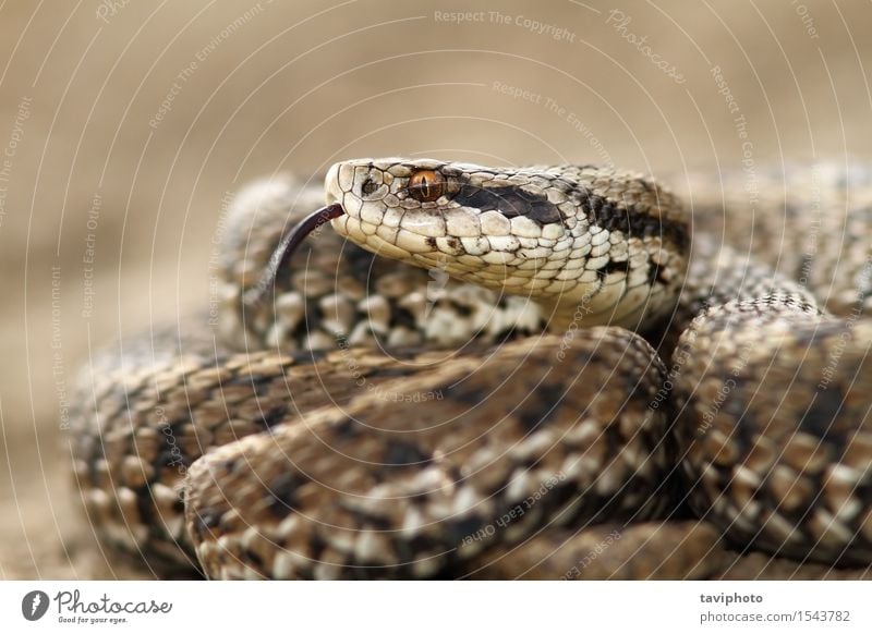 detail of a meadow adder Nature Animal Meadow Snake Wild Brown Fear Dangerous Colour scales Reptiles rakosiensis Photography poisonous Poison wildlife Zoology