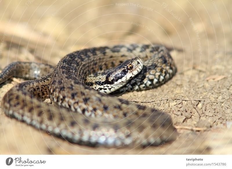 male meadow viper in situ Beautiful Nature Animal Meadow Snake Wild Brown Fear Dangerous Viper adder vipera ursinii rakosiensis Romania scales reptilian