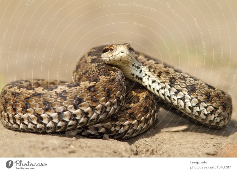 Meadow viper ready to strike Beautiful Nature Animal Snake Uniqueness Wild Brown Fear Dangerous Colour reptilian scales Reptiles rakosiensis poisonous vipera