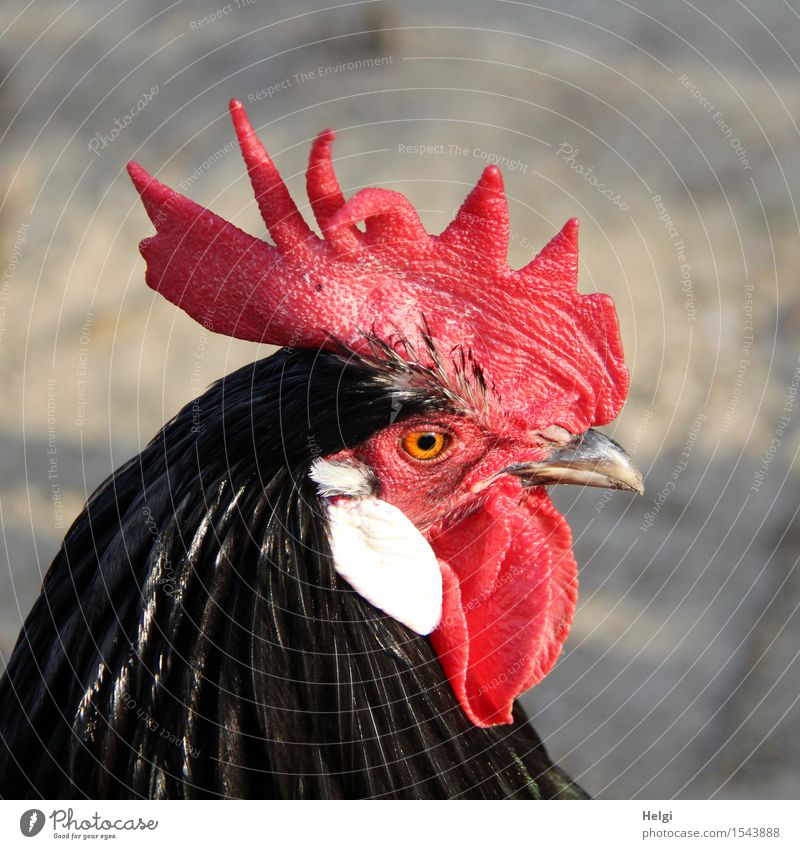 the boss... Animal Pet Farm animal Rooster 1 Looking Stand Esthetic Beautiful Uniqueness Natural Brown Red Black White Contentment Self-confident Curiosity Life
