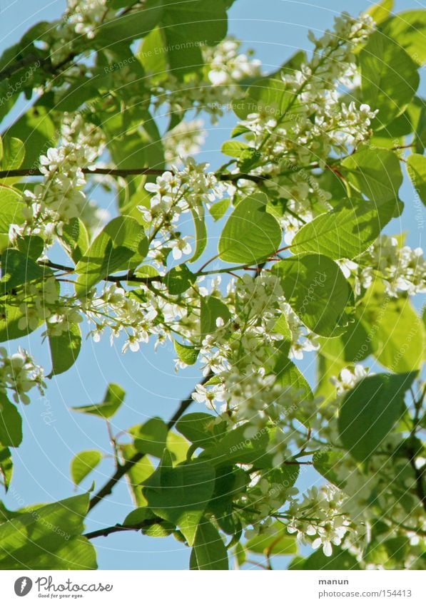 spring blossoms Spring Blossom Blossoming White Bright green Light blue Green Spring colours Nature Beautiful Beautiful weather Warmth Airy Leaf Sky