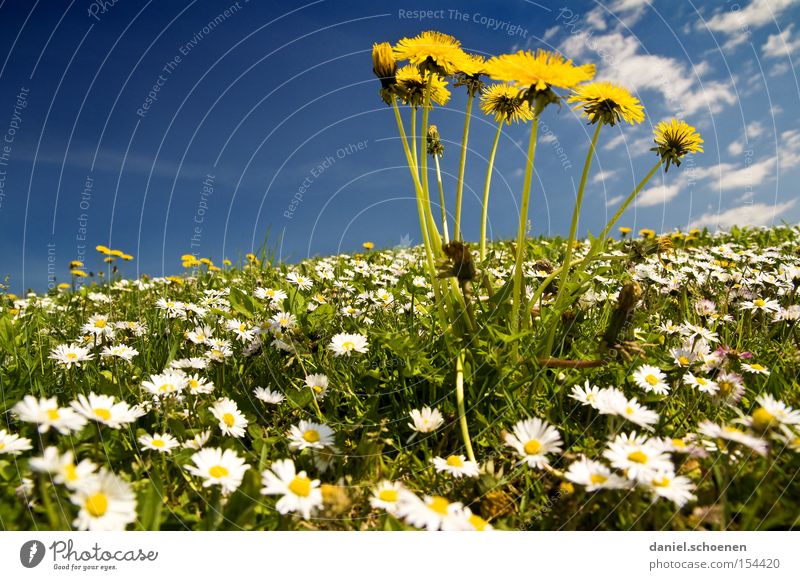 for all winter haters Spring Summer Sky Daisy Dandelion Meadow Blue Yellow Macro (Extreme close-up) Close-up Warmth