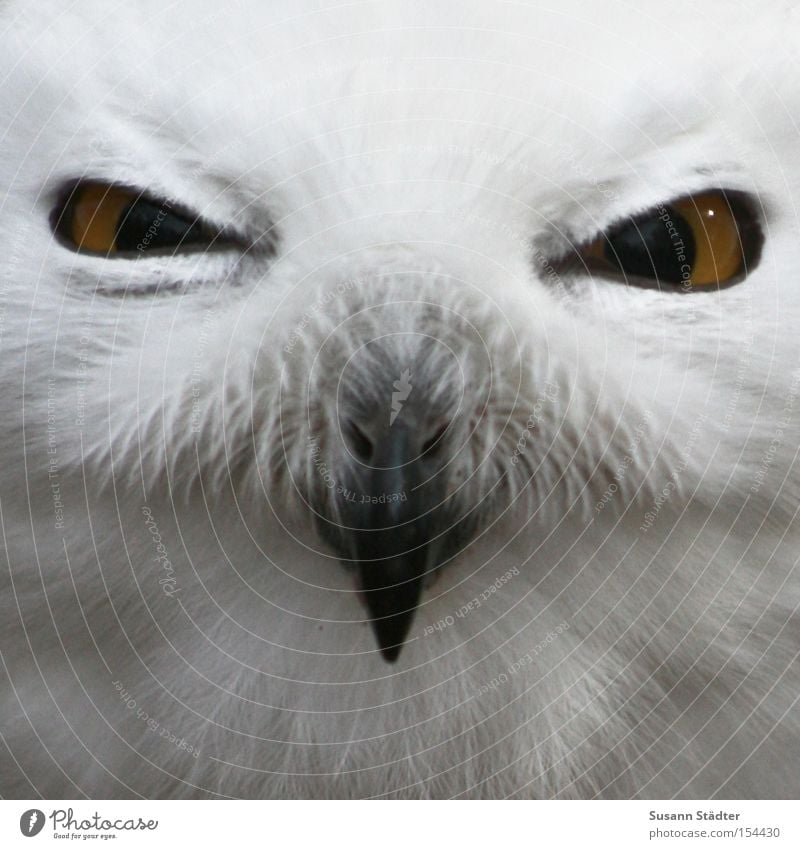 Snowy owl face III Owl birds Zoo Bird of prey Feather Patch White Pelt Beak Black Yellow Winter Cold Eyes