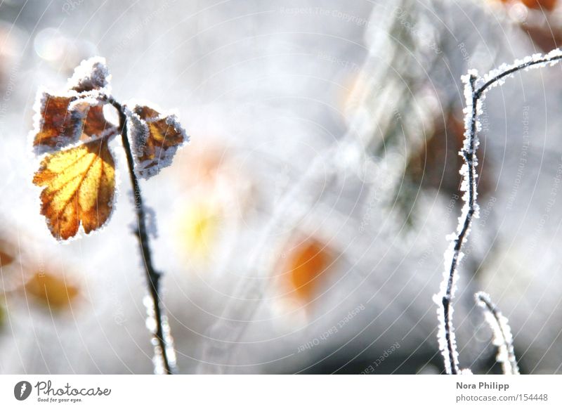 in winter Hoar frost Frost Leaf Winter Back-light Glittering Cold Twig Ice Snow