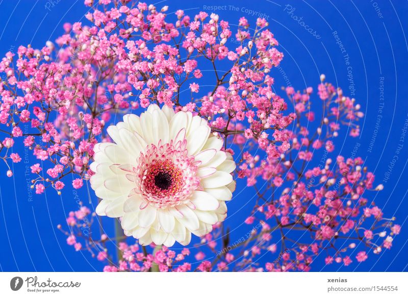 white-pink gerbera with gypsophila against a blue background Gerbera Mother's Day Birthday Flower Bushes Blossom Baby's-breath rose veil Gypsophila composite