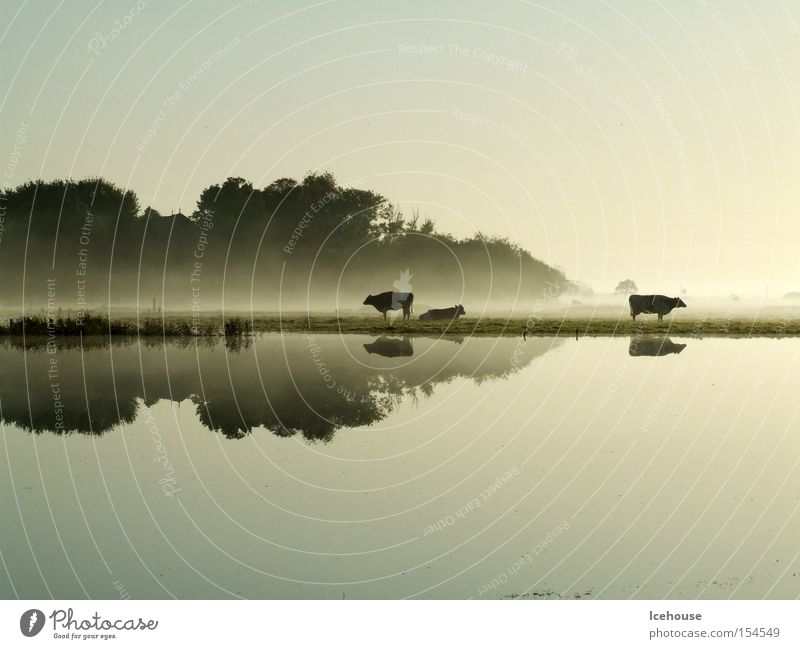 morning mood Rain Deluge Fog Cow Lake Reflection Autumn Dawn Calm Water