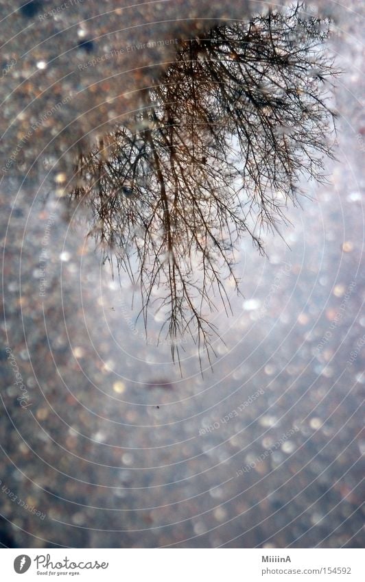 inverted world Tree Street Wet Cold Rotate Distorted Reflection Gray Branchage On the head Winter