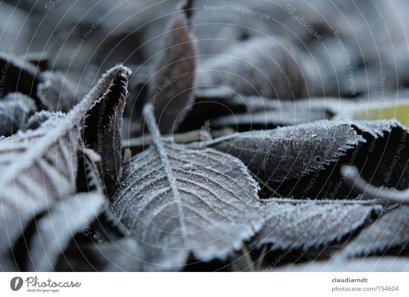 ice leaves Cold Frost Winter Hoar frost Ice Ice crystal Freeze Frozen Leaf Gray Gloomy Motionless Transience Snow