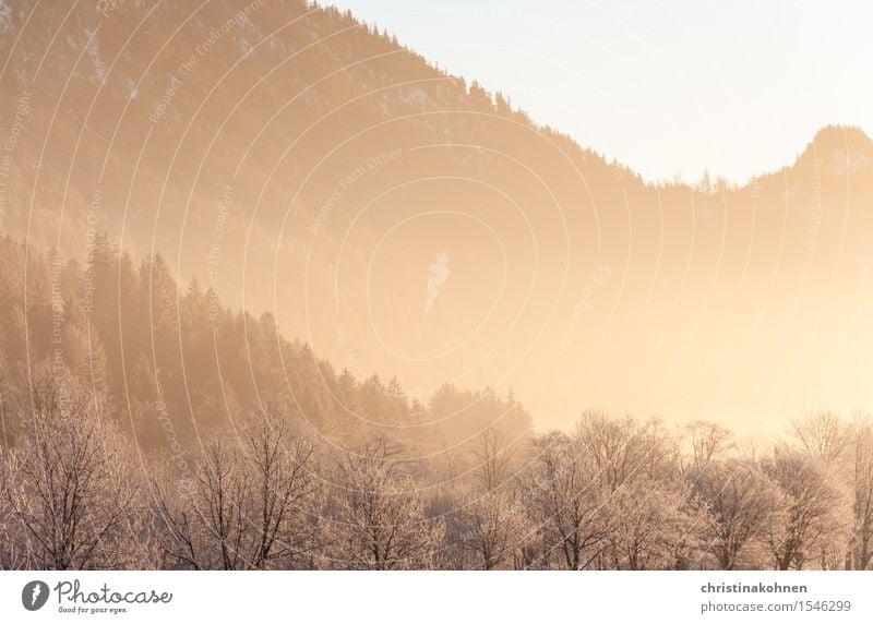 Golden morning in the wintery Alps Nature Landscape Sunrise Sunset Sunlight Winter Beautiful weather Ice Frost Snow Tree Forest Hill Mountain Allgäu Hope