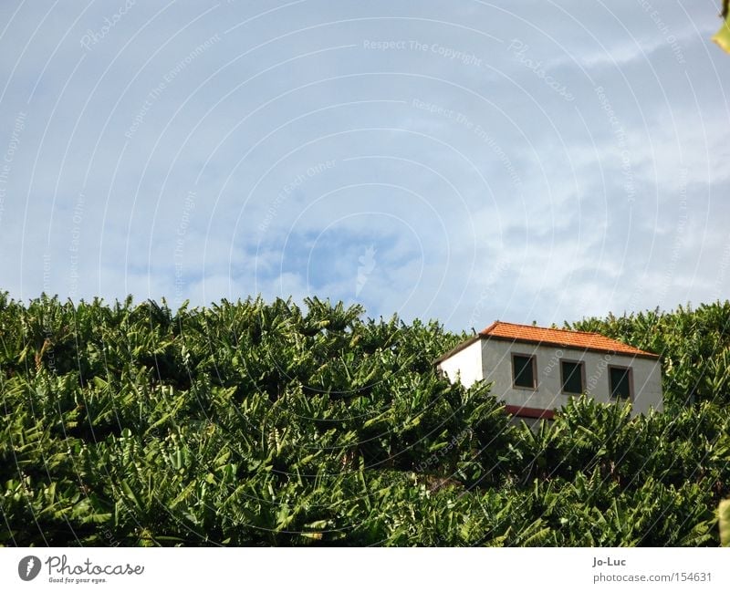 all Banana Field Plant Herbaceous plants Green Tree House (Residential Structure) Hut Window Roof Sky Clouds Blue