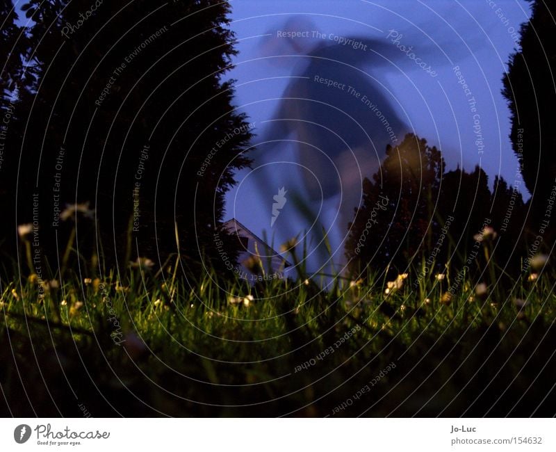 Solanaceous plant Meadow Green Flower Blossom Yellow Sky Blue Night Dark Shadow Long exposure Blur Movement Human being