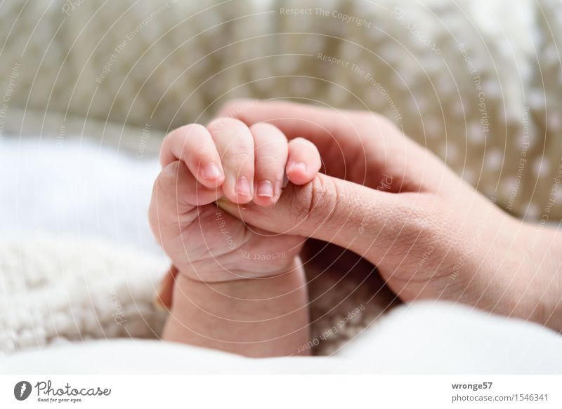 STOP Baby Girl Arm Hand Fingers 2 Human being 0 - 12 months 30 - 45 years Adults To hold on Together Gray Pink White Humanity Happy Retentive Small Graceful