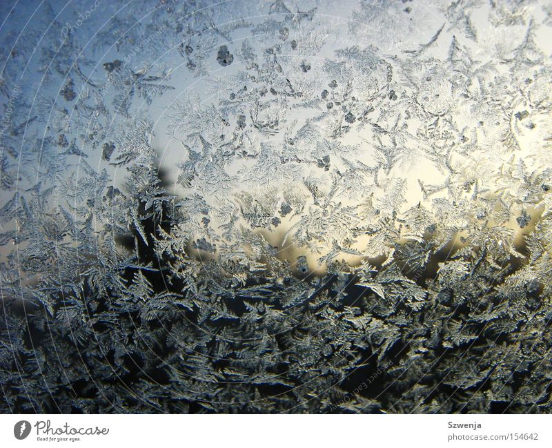 Frost in the morning Morning Window pane Ice Crystal structure Tree Sky Winter Frozen