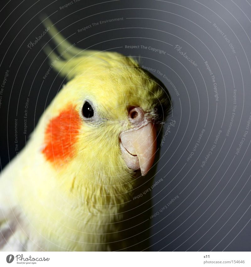 cockatiel Beautiful Punk Nature Animal Bird Flying Yellow Beak Feather s11 Eyes Multicoloured Close-up Macro (Extreme close-up)