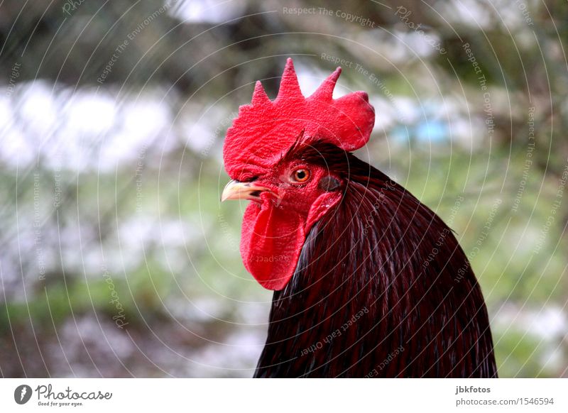 proud vadder... Nature Animal Pet Farm animal Animal face Wing Rooster 1 Beautiful Uniqueness Crest Beak Eyes Feather Masculine Man Virility Impressive Easter