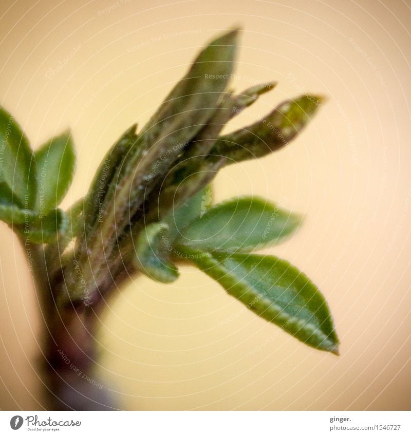 Delicate buds Nature Plant Winter Leaf Leaf bud Brown Yellow Green Beige Thread Rachis Small Multiple Growth Twig Blur Deploy curl Aspire Colour photo