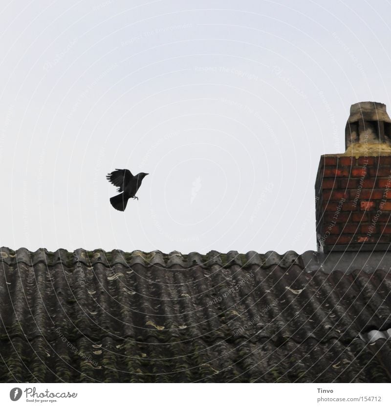 One flap Jackdaw Bird Roof Chimney Flying Departure Witch's house Fairy tale Wing Brick Sky Gloomy Beginning Aviation Snapshot
