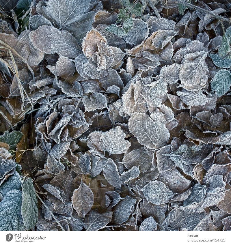 frosties Colour photo Exterior shot Close-up Detail Pattern Structures and shapes Deserted Neutral Background Twilight Shadow Bird's-eye view Calm Winter Plant