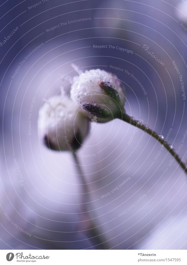 HELLO! Nature Plant Drops of water Spring Blossom Esthetic Happiness Wet Natural Positive Beautiful White Spring fever Together Romance Colour photo