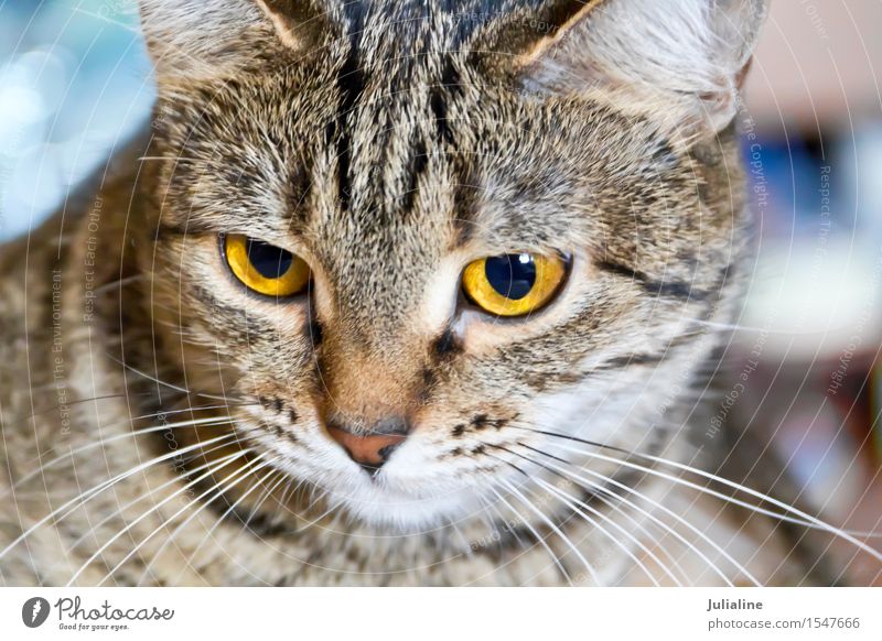 Cat portrait with yellow eyes Animal Moustache Pet Stripe Yellow Gray Mammal whiskers sideburns Colour photo