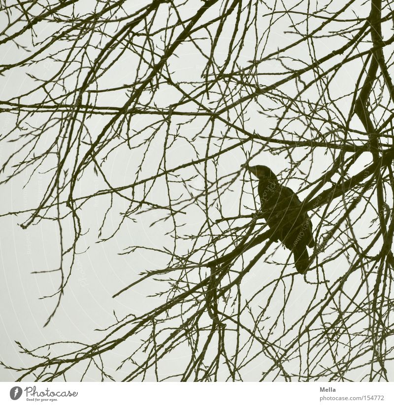 cormorant winter Environment Tree Twigs and branches Animal Bird 1 Crouch Sit Natural Gray Loneliness Nature Cormorant Branchage waterfowl Colour photo