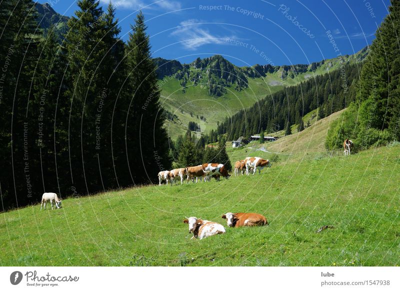 The alpine pasture life is beautiful Agriculture Forestry Environment Nature Landscape Cloudless sky Summer Climate Beautiful weather Rock Alps Mountain Peak