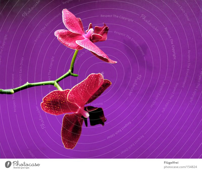 orchid Exotic Beautiful Summer Environment Nature Plant Flower Orchid Blossom Growth Violet Pink Stalk Dye Structures and shapes Neutral Multicoloured